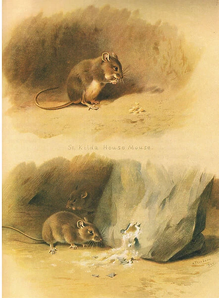 St Kilda House Mouse and Common Mouse, from Thorburn