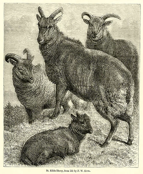 St Kilda Sheep, from life (engraving)