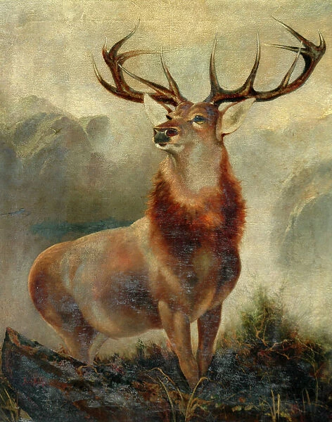 Stag At Bay (oil on canvas)