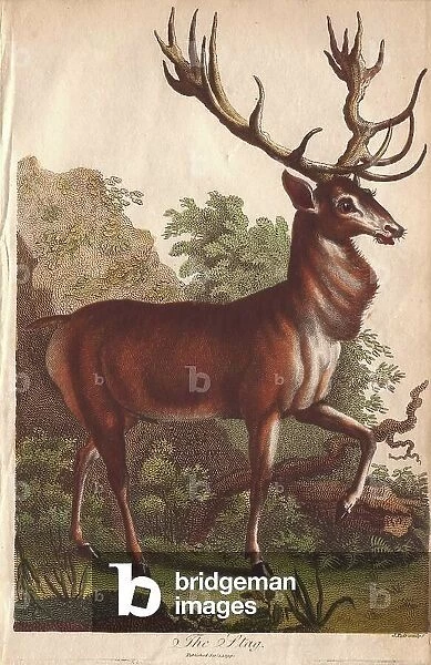 Stag deer Cervus elaphus