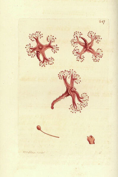 Stalked jellyfish, Lucernaria quadricornis (Four-lobed lucernaria, Lucernaria quadriloba). Illustration drawn and engraved by Richard Polydore Nodder. Handcoloured copperplate engraving from George Shaw