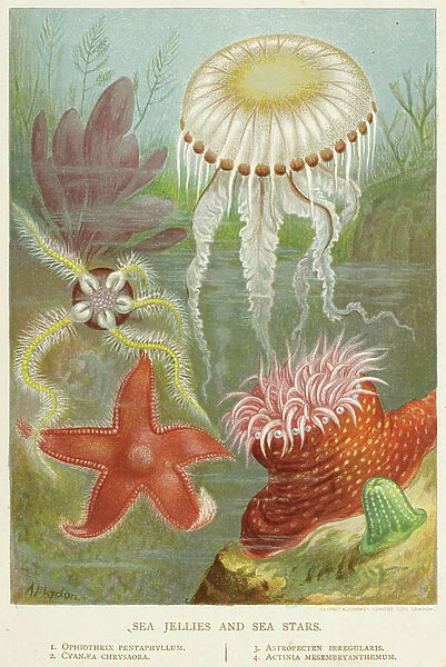 Star fishes. 19th century (chromolithograph)