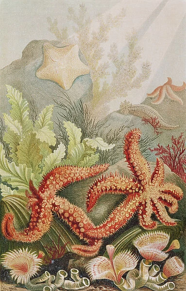 Starfish, plate from 'Brehms Tierleben: Allgemeine Kunde des Tierreichs', vol