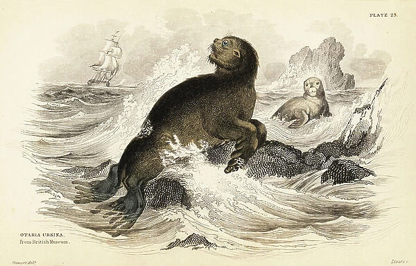 Steller sea lion, Eumetopias jubatus (Sea bear, Otaria ursina). From a specimen in the British Museum. Handcoloured steel engraving by W.H. Lizars after an illustration by James Stewart from Robert Hamilton's Amphibious Carnivora