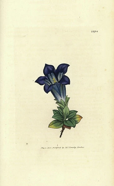 Stemless gentian, Gentiana acaulis (Gentiane de Koch) Handcoloured copperplate engraving after a drawing by James Sowerby for James Smith's English Botany, 1806