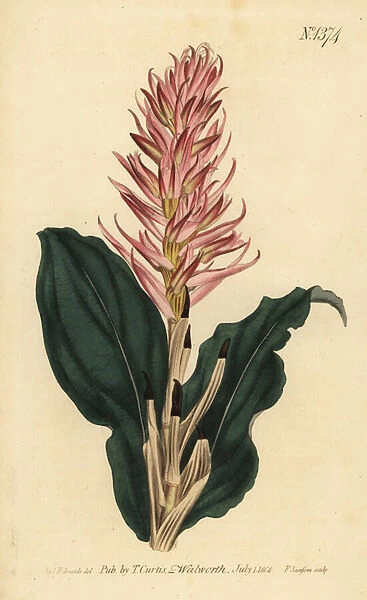 Stenorrhynchos speciosum orchid (Red-flowered neottia, Neottia speciosa)