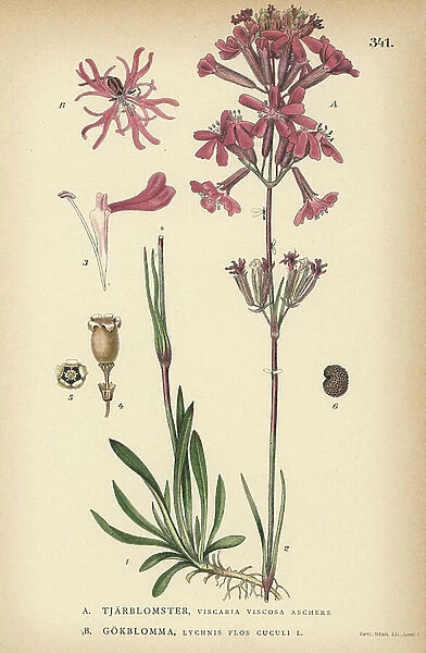 Sticky catchfly, Viscaria viscosa, and ragged robin, Lychnis flos-cuculi