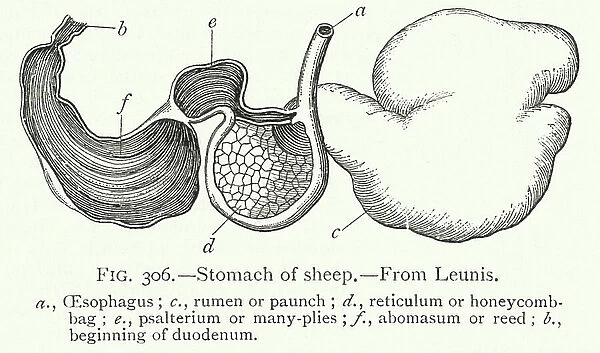 Stomach of sheep (engraving)