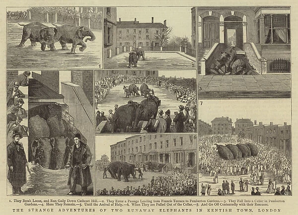 The Strange Adventures of Two Runaway Elephants in Kentish Town, London (engraving)