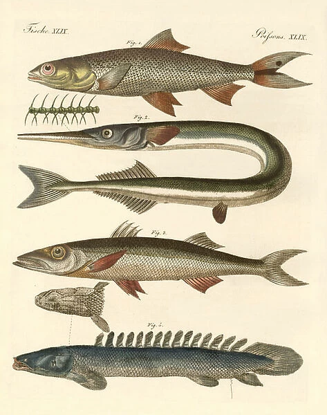 Strange fish (coloured engraving)