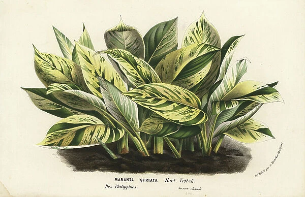 Striped prayer plant, Maranta striata. Handcoloured lithograph from Louis van Houtte and Charles Lemaire's Flowers of the Gardens and Hothouses of Europe, Flore des Serres et des Jardins de l'Europe, Ghent, Belgium, 1862-65