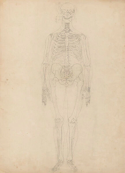 Study of the Human Figure, Anterior View, Diagram for Key to Table I, from A Comparative Anatomical Exposition of the Structure of the Human Body with that of a Tiger and a Common Fowl, c.1795-1806 (graphite on cartridge paper)