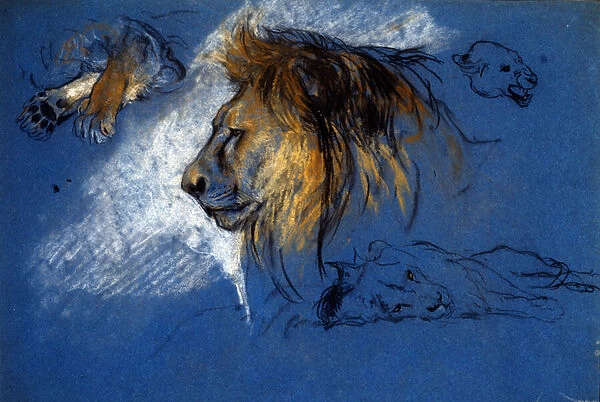 Study of a Lion, c. 1905 (pastel on blue paper)