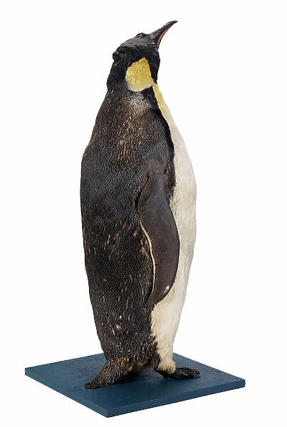 Stuffed Emperor Penguin model, 1901-04 (bird skin, feathers)