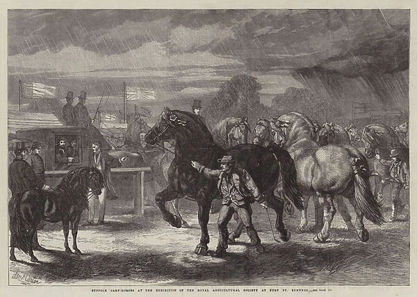 Suffolk Cart-Horses at the Exhibition of the Royal Agricultural Society at Bury St Edmunds (engraving)