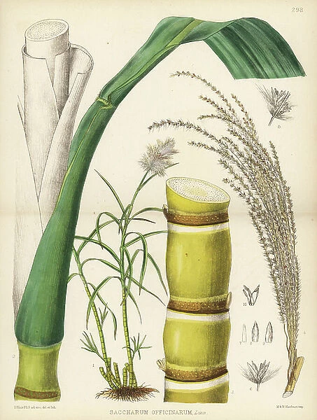 Sugar-cane, Saccharum officinarum. Handcoloured lithograph by Hanhart after a botanical illustration by David Blair from Robert Bentley and Henry Trimen's Medicinal Plants, London, 1880