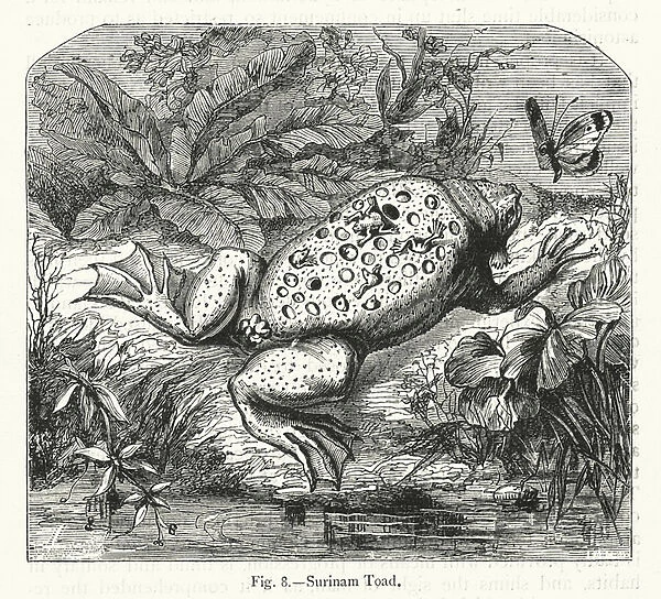 Surinam Toad (engraving)