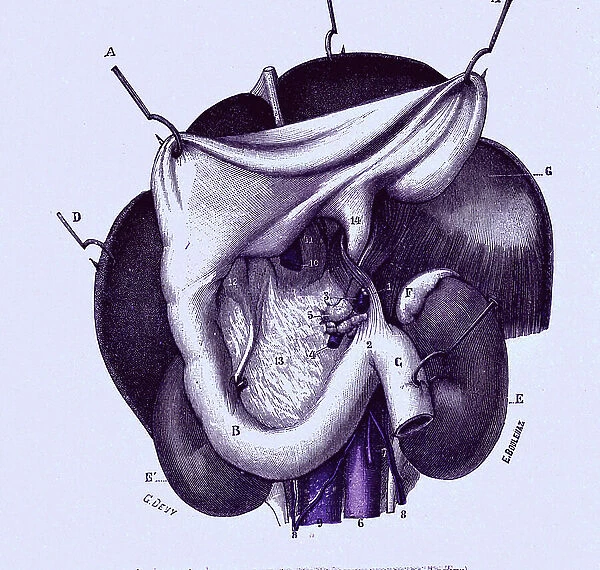 Suspensory muscle of the duodenum.Small intestine, 1905 (engraving)