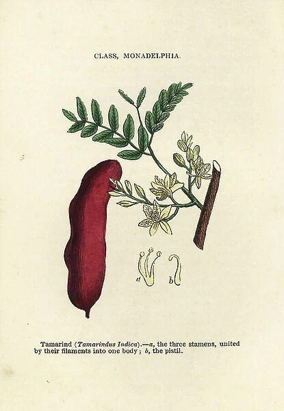 Tamarind, Tamarindus indicus. Handcoloured woodblock engravings from James Main's Popular Botany, Orr and Smith, London, 1835. James Main (1775-1846) was a Scottish gardener, botanist and writer