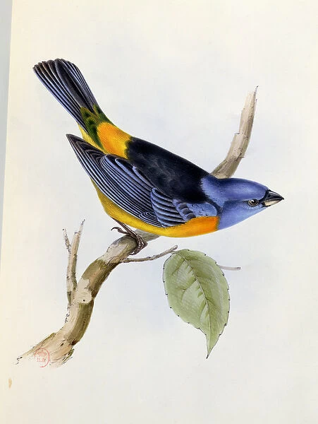 Tanagra Darwini, plate 34 from The Zoology of the Voyage of H. M. S