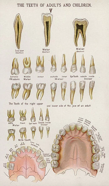 The Teeth of Adults and Children (colour litho)