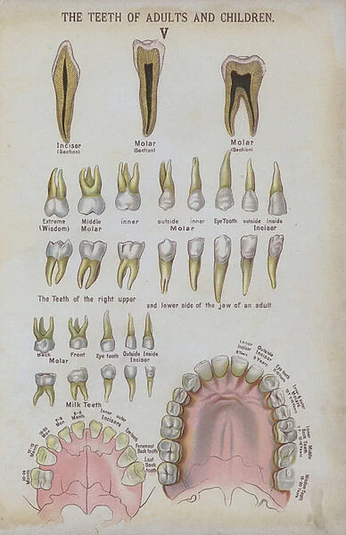 The teeth of adults and children (colour litho)
