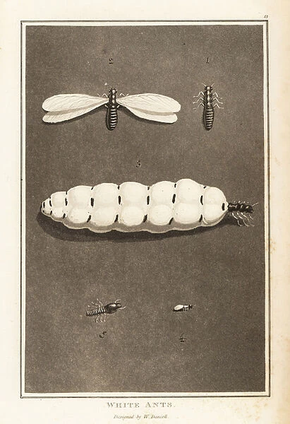 Termites, Macrotermes bellicosus. 1807 (aquatint)