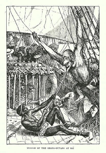 Terror of the orang-outang at Sai (engraving)