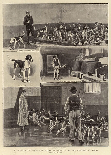 A Threatened Pack, the Royal Buckhounds at the Kennels at Ascot (litho)