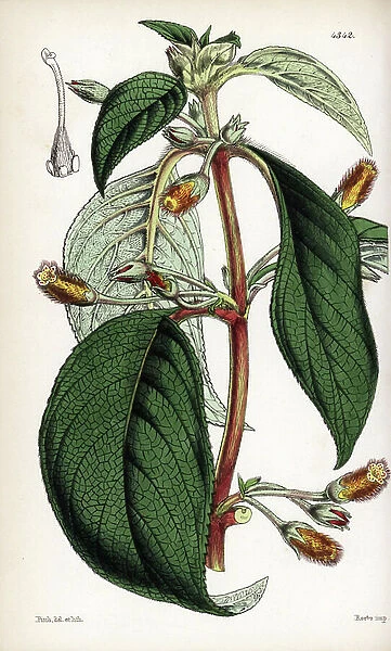 Three-flowered gesneria, Gesneria triflora. Handcoloured botanical illustration drawn and lithographed by Walter Fitch from Sir William Jackson Hooker's 'Curtis's Botanical Magazine, ' London, 1847