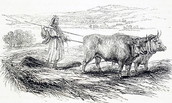 Threshing using a drag pulled by oxen