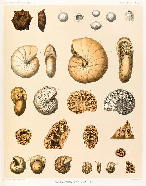 Thurammina-Cyclammina (Foraminifera PL. XXXVII)'from The Voyage of HMS '