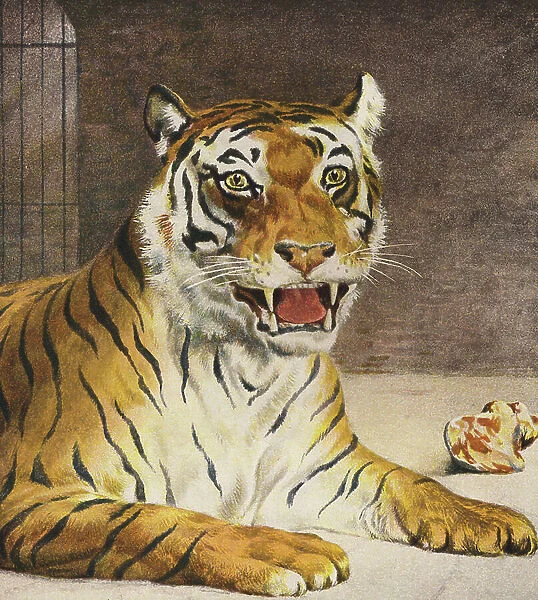 Tiger (colour litho)