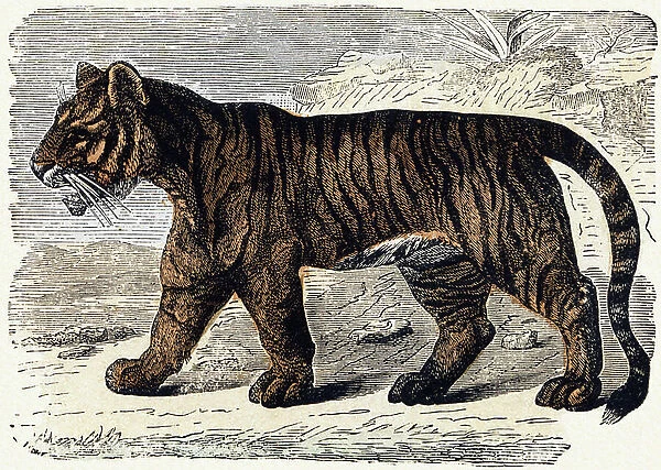 Tiger - Engraving in ' Le livre d'images, Nouveau alphabet ou Alphabet pour petits garcons', 19th century (engraving)