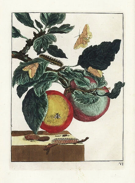 Tigree scale on an apple branch - White ermine moth, Spilosoma lubricipeda, and common housefly on an apple branch, Malus domestica. Handcoloured copperplate engraving drawn