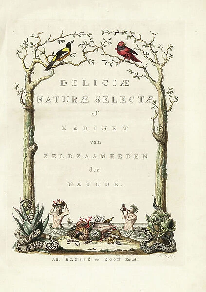 Title page with vignette of Tritons with corals, shells and sea urchins in a border of reptiles and birds. Handcoloured copperplate engraving by Robert Muys from Georg Wolfgang Knorr's Deliciae Naturae Selectae of Kabinet van Zeldzaamheden der
