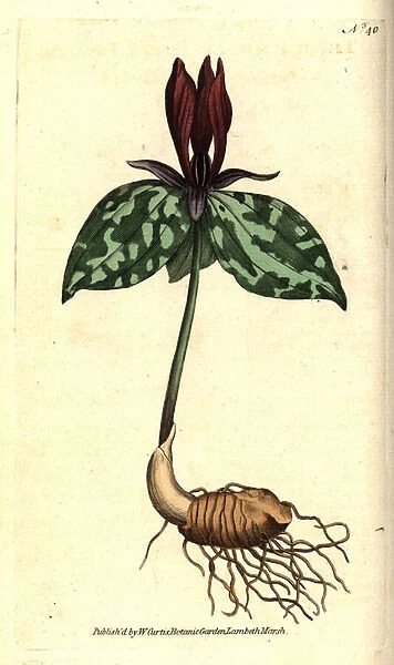 Toadshade or sessile trillium, Trillium sessile. Handcolured copperplate engraving after a botanical illustration by James Sowerby from William Curtis The Botanical Magazine, Lambeth Marsh, London, 1787