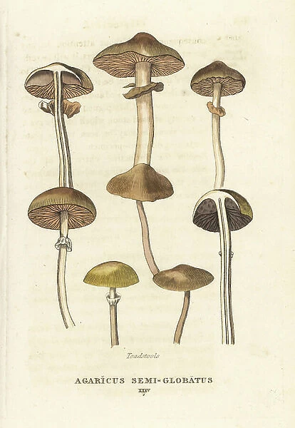 Toadstools, Agaricus semi-globatus. Handcoloured copperplate engraving after an illustration by Richard Duppa from his The Clours and Orders of the Linnaean System of Botany, Longman, Hurst, London, 1816