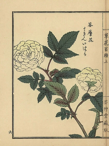 Tokin ibara or roseleaf bramble, Rubus rosifolius (Asian Raspberry). Handcoloured woodblock print by Kono Bairei from Kusa Bana Hyakushu (One Hundred Varieties of Flowers), Tokyo, Yamada, 1901