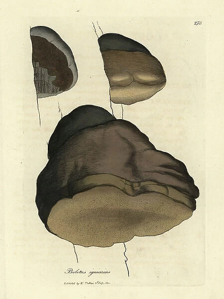 Touchwood boletus or agaric mushroom, Boletus igniarius