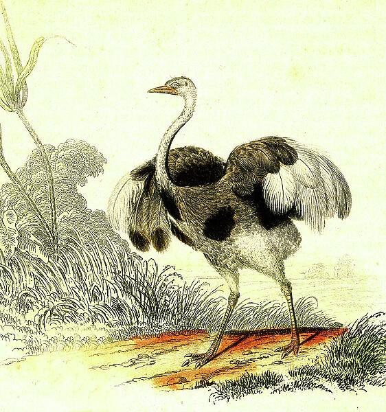 Touyou - Struthio Rhea - Natural History of Buffon, engraving 1856
