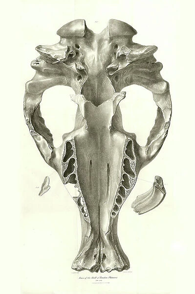 Toxodon Crane, a prehistoric animal found by Charles Darwin near Montevideo, Uruguay during his exploration journey aboard the Beagle. The Zoology of the voyage of H.M.S