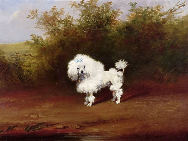 A Toy Poodle in a Landscape (board)
