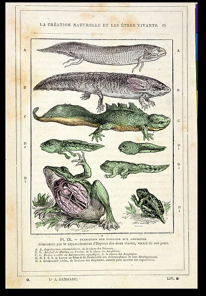 Transition of Fish into Amphibians, from a book by Dr. Rengade, c. 1880 (engraving)