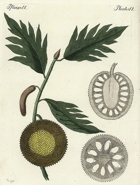 the Tree has bread with its fruits - Breadfruit, Artocarpus altilis, with ripe fruit and sections. Handcoloured copperplate engraving after a botanical illustration by Christiane Henriette Dorothea Westermayr from Friedrich Johann Bertuch's