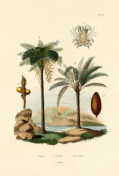 Tree Fern, 1833-39 (coloured engraving)