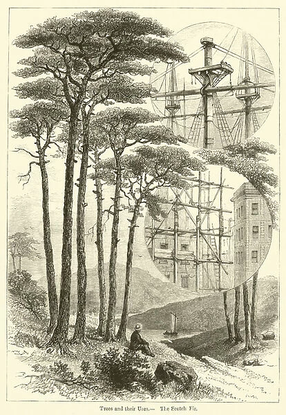 Trees and their Uses, The Scotch Fir (engraving)