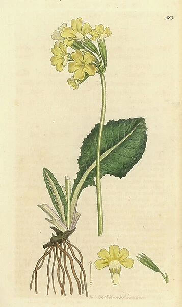 True oxlip, Primula elatior (Primevere elevee ou Primevere des bois) Handcoloured copperplate engraving after a drawing by James Sowerby for James Smith's English Botany, 1798