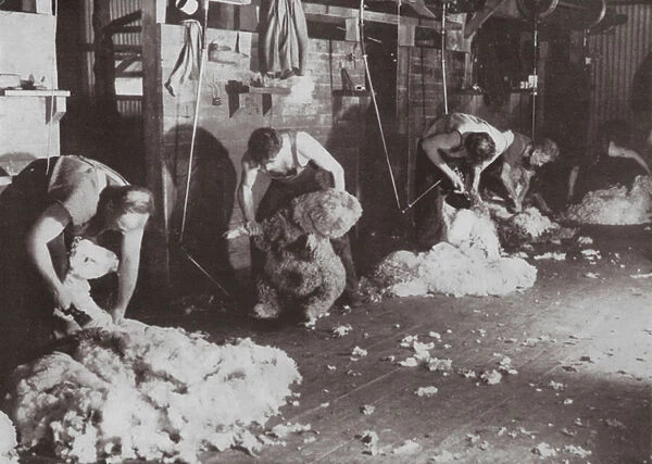 A truly Australian study of a Shearing Shed (b  /  w photo)
