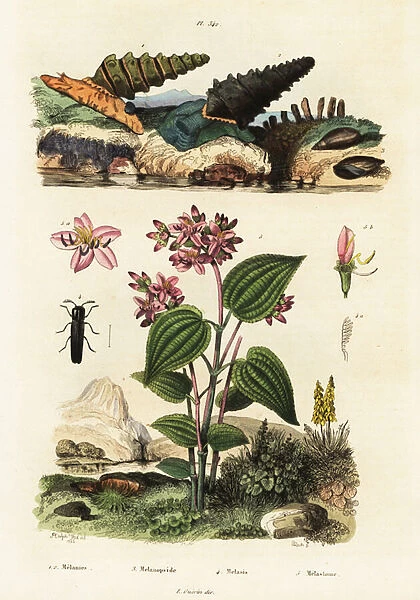 Trumpet snails, soldier beetles and Clidemia. 1834-1839 (engraving)